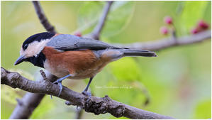 鳥撮り2025 #110 "ヤマガラ" @ XF500mm F5.6 R LM OIS WR - ルリビタキの気まぐれPATA＊PATA