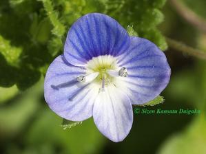 オオイヌノフグリ ファンクラブ通信　vol.15 - 自然観察大学ブログ