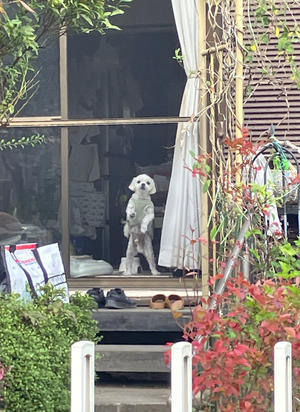 今月Ⅶ - バリ島大好き