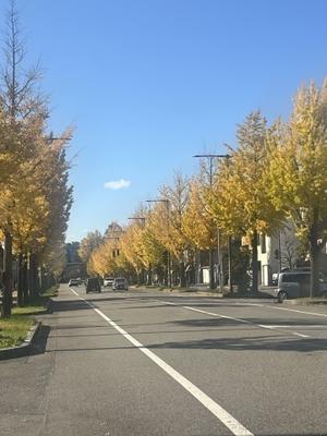 11月 ～マイナ保険証の利用に関するお知らせと年末年始について - 丸の内歯科医院ニュース