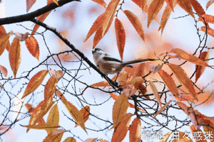 鳥撮り手習い (33) - 惰庵 日々惑迷 (だあん ひびわくめい)