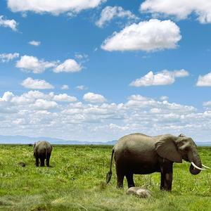 アフリカ土産 ～ケニア～ - 雲母（ＫＩＲＡ）の舟に乗って