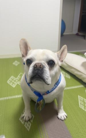 神戸マラソン - トモミトラキム