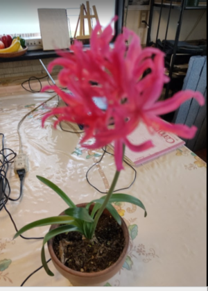 ネルネ - 天々USA日記