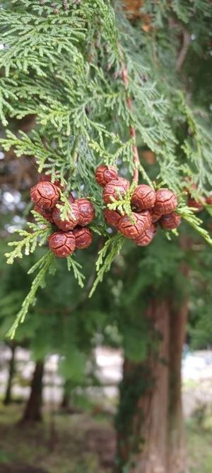 三瓶山なんでも情報