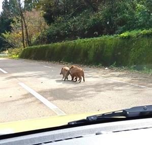 雪マーク - evergreen golf club