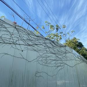 大人の推し活 - 風安居　かぜあんご