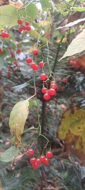 三瓶山なんでも情報