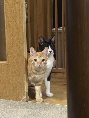 四つ子、ワクチン接種へ - gin~tetsu~nosuke