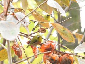 順番待ちをするメジロ - 北区立自然ふれあい情報館ブログ