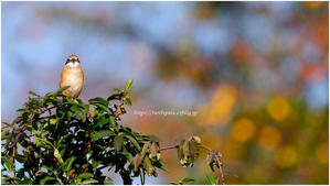 鳥撮り2025 #146 "モズ♂若" @ XF500mm F5.6 R LM OIS WR + XF2X TC WR - ルリビタキの気まぐれPATA＊PATA