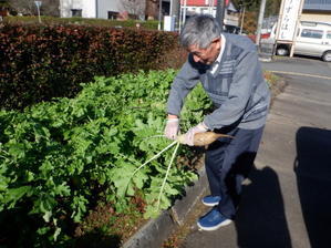 大根初収穫！！