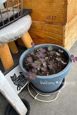 ウニクロ禍＆酷使し過ぎでゴメン⤵･･･だったミスト - balcony＊xingxing＊