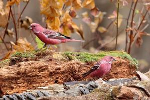 ベニマシコよりちょっと大きくて、もっと紅いオオマシコ（後半） - 旅プラスの日記