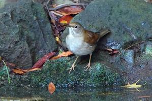 公園の水飲み場は小鳥たちで満員御礼（アカハラ、ヒヨ、アオジ） - 旅プラスの日記