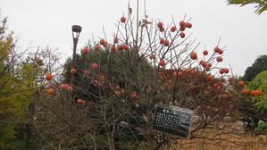 桜丘すみれば自然庭園