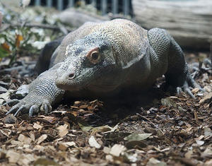 11月26日（水）　タロウ愛 - ほのぼの動物写真日記