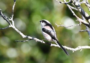 エナガ　　⑩　　白い枝に留ってくれました。 - バードカラー