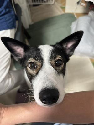 幸せ頼り～１１月 - Together with the dog  ~ ﾌｧﾝﾊﾟｳｽﾞ