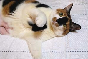 クーちゃん頑張れ！ - 4にゃん日記＋