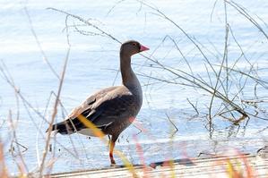 「カリガネ」という絶滅危惧種の珍鳥は今も埼玉県で暮らしていた - 旅プラスの日記