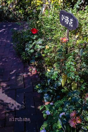 北鎌倉ランチ。 - MIRU'S PHOTO