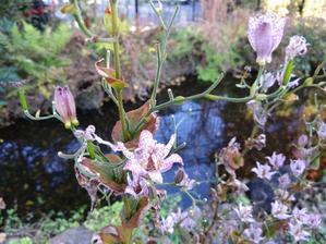 少年が来た - 梟通信～ホンの戯言