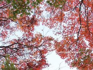 いつもの道で 見上げる先も足元も赤く染まって・・・ - 風と花を紡いで