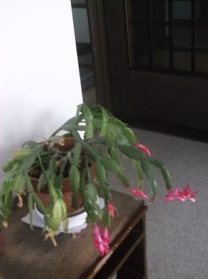 孫の誕生日。 - 年金だけでも楽しく暮らしたい～シニアLife