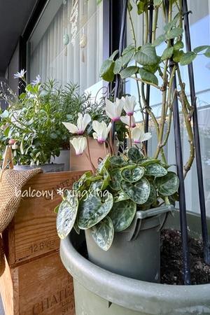 今年は球根モノで攻める春にしようかナ - balcony＊xingxing＊