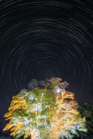 138ウインターイルミ2025_シンボルツリーと光跡 - Digital Photo Diary