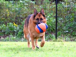 大型犬はあなたの虚栄心を満たす道具ではない - 徒然てんぐさ