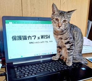 青梅にゃんにゃん・サークル「WISH」
