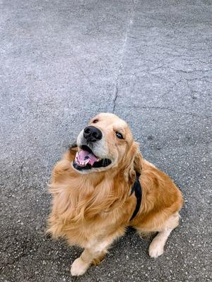 わんこ・ステーキ・神社でクリスマス - Piazza tacchu