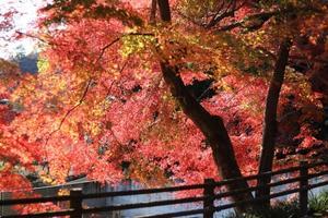 崇禅寺の紅葉 ・・・２ - 四季折々