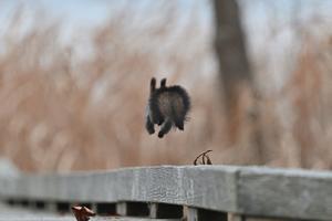 飛べ　～　今週のウトナイ湖 - やぁやぁ。