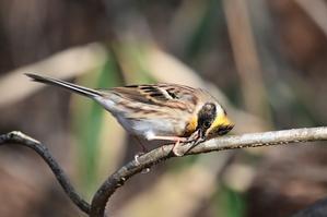 ミヤマホオジロ　雄　富士山 - 新　鳥さんと遊ぼう　