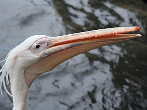 神戸どうぶつ王国のペリカンフライト - 動物園放浪記