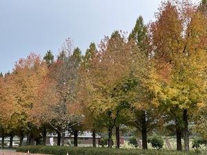 今週のメッセージ＊2025.12.1 - 「守護天使たちとの暮らし方」やすらぎの部屋 美保