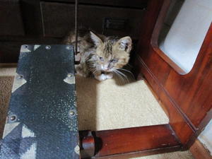 トラちゃん保護 - くう、観る、あそぶ