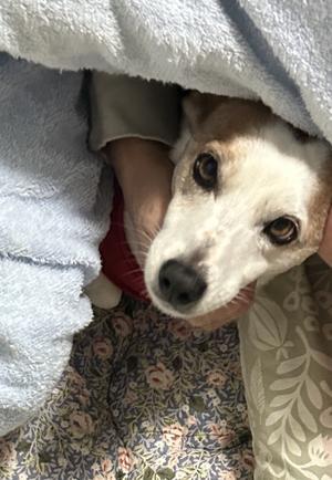 ☆11/23.⑤シャワー❣️ご褒美❣️一番は❣️わんこ飼いの参考に❣️ - ===②☆ジャック『ぷよ』☆===  かわいさ・わるさ・ぐうたらさ♪(๑ᴖ◡ᴖ๑)♪