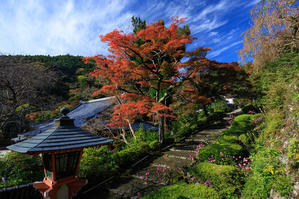 秋明菊咲く善峯寺（前編） - 花景色－K.W.C. PhotoBlog