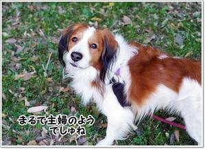 海と介護問題 - くろわんこ日記