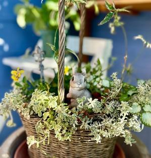 植え付けたビオパンのその後♡と最近の私の好みのビオパン♡と、ナメクジ薬♡ - 薪割りマコのバラの庭