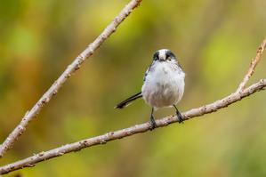 背景がスッキリ撮れたエナガ - あだっちゃんの花鳥風月