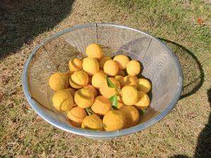 不作の年というものはこういうこと - ほろ酔ゐ「聖蹟桜ヶ丘」日記