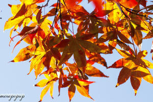 春モミジの紅葉？＆山芋の話ｗ - The blog of meraki　