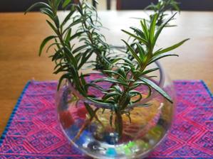 ローズマリーは強いので - Tea's  room  あっと Hi！