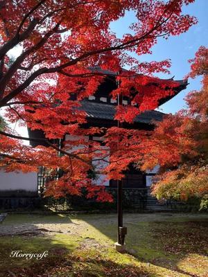 京都・東福寺の紅葉 - 趣味とお出かけの日記