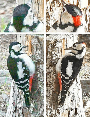 アカゲラの雌雄の違いは、後頭部の色で分かります - タックの庭仕事 ── 黄昏人生残日録 ──